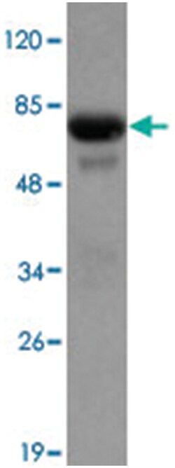 PRMT2, Mouse, Monoclonal Antibody, Abnova 100&mu;g; Unlabeled:Antibodies,