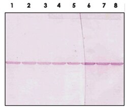 Tubulin beta, Mouse, Clone: H3, Abnova 100 &mu;g | Buy Online | Abnova Corporation | Fisher Scientific