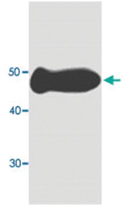 MDH1, Mouse, Clone: 99n65, Abnova 100&mu;L; Unlabeled:Antibodies, Monoclonal