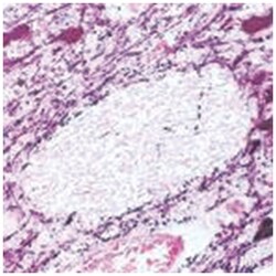 Th, Mouse, Clone: 1B5, Abnova 3 x 1mL; Unlabeled:Antibodies, Monoclonal
