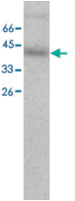 SPDEF, Mouse, Clone: 3, Abnova 100&mu;g; Unlabeled:Antibodies, Monoclonal