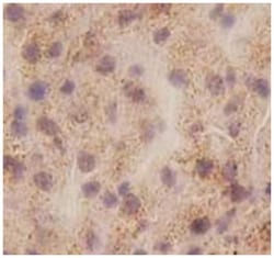 IL1A, Mouse, Clone: 5G3, Abnova 100&mu;g; Unlabeled:Antibodies, Monoclonal