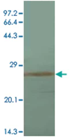 IL1A, Mouse, Clone: 5G3, Abnova 100&mu;g; Unlabeled:Antibodies, Monoclonal