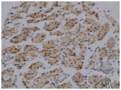 GKN1, Mouse, Clone: 12, Abnova 100 &mu;g | Buy Online | Abnova Corporation | Fisher Scientific