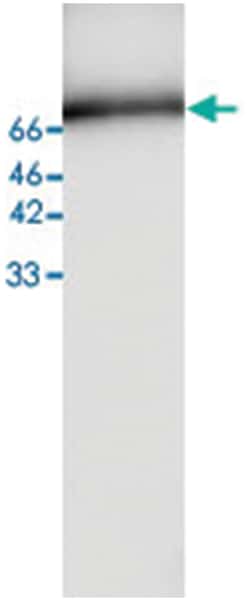 MSN, Mouse, Clone: 41, Abnova 100&mu;g; Unlabeled:Antibodies, Monoclonal