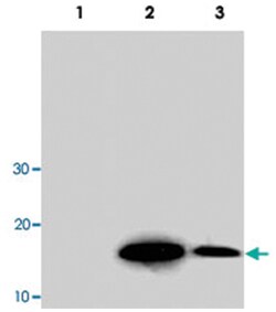 ACAN, Mouse, Clone: N38, Abnova 100&mu;g; Unlabeled:Antibodies, Monoclonal