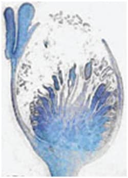 Abscisic acid, Rabbit, Polyclonal Antibody, Abnova 100 &mu;L | Buy Online | Abnova Corporation | Fisher Scientific