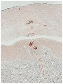 KLK14 Rabbit anti-Human, Polyclonal Antibody, Abnova 100&mu;g; Unlabeled:Antibodies,