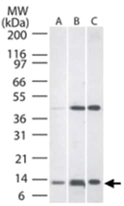 TNFRSF12A Rabbit anti-Human, Mouse, Rat, Polyclonal Antibody, Abnova 100&mu;g;
