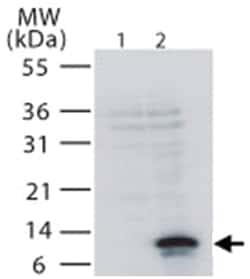 TNFRSF12A Rabbit anti-Human, Mouse, Rat, Polyclonal Antibody, Abnova 100&mu;g;