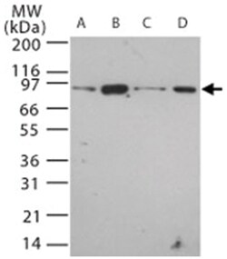 Tlr12 Rabbit anti-Mouse, Polyclonal Antibody, Abnova 100 &mu;g | Buy Online | Abnova | Fisher Scientific