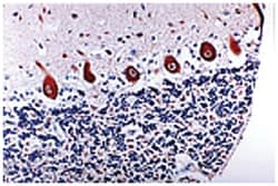 CASP6 Rabbit anti-Dog, Gerbils, Human, Mouse, Rat, Polyclonal Antibody, Abnova 50 &mu;L | Buy Online | Abnova Corporation | Fisher Scientific