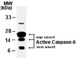 CASP6 Rabbit anti-Dog, Gerbils, Human, Mouse, Rat, Polyclonal Antibody, Abnova 50 &mu;L | Buy Online | Abnova Corporation | Fisher Scientific