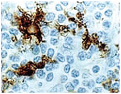 CD40 Rabbit anti-Dog, Gerbils, Human, Mouse, Rat, Polyclonal Antibody,