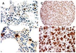 NLRP1 Rabbit anti-Human, Polyclonal Antibody, Abnova 50&mu;L; Unlabeled:Antibodies,