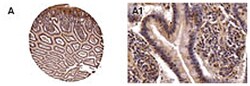 NOD2 Rabbit anti-Human, Polyclonal Antibody, Abnova 50&mu;L; Unlabeled:Antibodies,