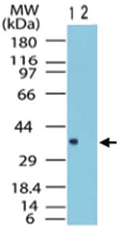 FPR1 Rabbit anti-Chimpanzee, Gorilla, Human, Orangutan, Polyclonal Antibody,