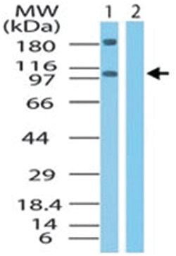 XPO4, Rabbit, Polyclonal Antibody, Abnova 100&mu;g; Unlabeled:Antibodies,