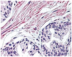 FNTA Rabbit anti-Chicken, Chimpanzee, Dog, Human, Rat, Polyclonal Antibody,