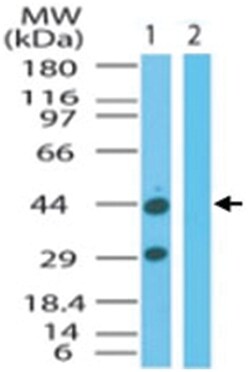 FNTA Rabbit anti-Chicken, Chimpanzee, Dog, Human, Rat, Polyclonal Antibody,