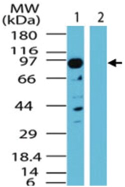 MAP3K7IP3 Rabbit anti-Dog, Human, Mouse, Polyclonal Antibody, Abnova 100 &mu;g | Buy Online | Abnova Corporation | Fisher Scientific