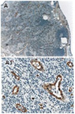 MAP3K5 Rabbit anti-Human, Polyclonal Antibody, Abnova 50&mu;L; Unlabeled:Antibodies,