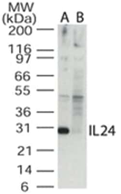 IL24, Rabbit, Polyclonal Antibody, Abnova 100 &mu;g | Buy Online | Abnova Corporation | Fisher Scientific