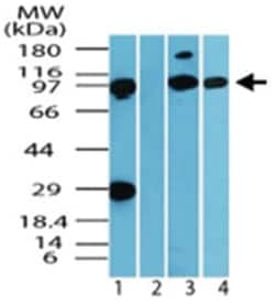IQWD1, Rabbit, Polyclonal Antibody, Abnova 100&mu;g; Unlabeled:Antibodies,