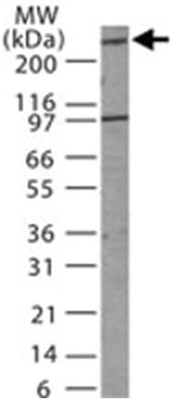 MDC1 Rabbit anti-Human, Polyclonal Antibody, Abnova 200&mu;L; Unlabeled:Antibodies,
