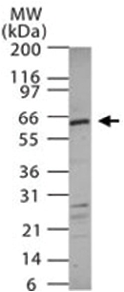 TRAF3IP2 Rabbit anti-Human, Mouse, Polyclonal Antibody, Abnova 100&mu;g;
