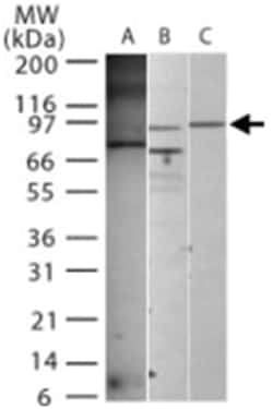 TLR4 Rabbit anti-Human, Mouse, Polyclonal Antibody, Abnova 100 &mu;g | Buy Online | Abnova | Fisher Scientific