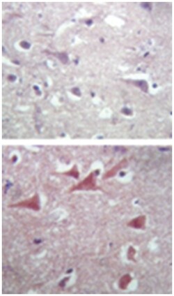 TUBB2A, Rabbit, Polyclonal Antibody, Abnova 100&mu;g; Unlabeled:Antibodies,