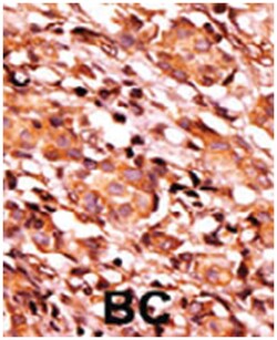 BAD (phospho S134), Rabbit anti-Human, Polyclonal Antibody, Abnova 400 &mu;L | Buy Online | Abnova | Fisher Scientific