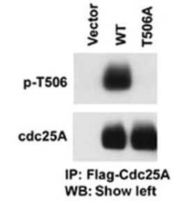 CDC25A (phospho T507), Rabbit anti-Human, Polyclonal Antibody, Abnova 400&mu;L;