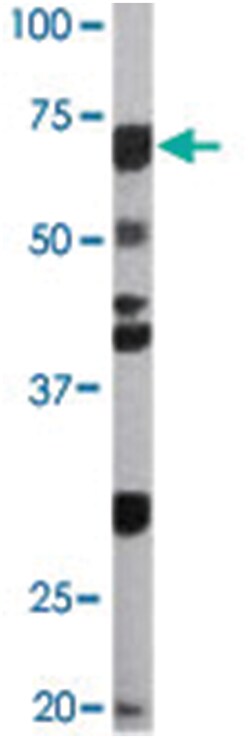 CDC6 (phospho S54), Rabbit anti-Human, Polyclonal Antibody, Abnova 400&mu;L;