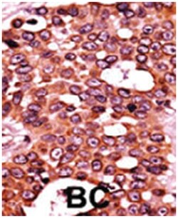CDC6 (phospho S54), Rabbit anti-Human, Polyclonal Antibody, Abnova 400&mu;L;