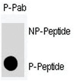 CDC2 (phospho S39), Rabbit anti-Human, Polyclonal Antibody, Abnova 400&mu;L;