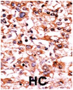 CDC2 (phospho S39), Rabbit anti-Human, Polyclonal Antibody, Abnova 400&mu;L;