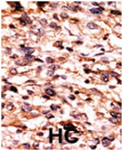 CREB1 (phospho S133), Rabbit anti-Human, Polyclonal Antibody, Abnova 400 &mu;L | Buy Online | Abnova | Fisher Scientific