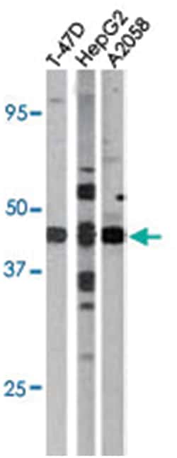 E2F1 (phospho S337), Rabbit anti-Human, Polyclonal Antibody, Abnova 400&mu;L;