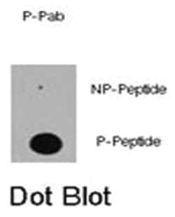 EP300 (phospho S89), Rabbit anti-Human, Polyclonal Antibody, Abnova 400 &mu;L | Buy Online | Abnova Corporation | Fisher Scientific