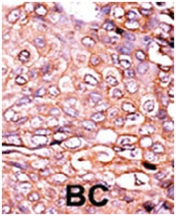 EP300 (phospho S89), Rabbit anti-Human, Polyclonal Antibody, Abnova 400 &mu;L | Buy Online | Abnova Corporation | Fisher Scientific