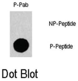 GAB1 (phospho Y659), Rabbit anti-Human, Polyclonal Antibody, Abnova 400&mu;L;