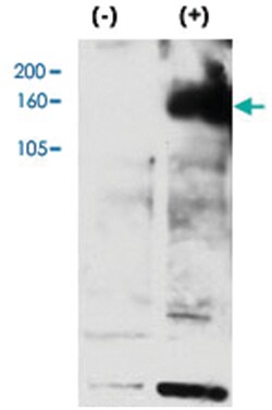 ERBB4 (phospho Y1162), Rabbit anti-Human, Polyclonal Antibody, Abnova 400&mu;L;