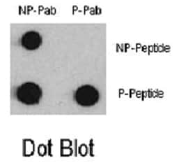 MEF2C (phospho S387), Rabbit anti-Human, Polyclonal Antibody, Abnova 400&mu;L;