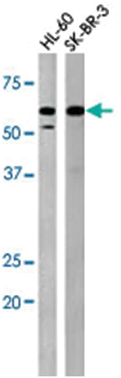 PKMYT1 (phospho T495), Rabbit anti-Human, Polyclonal Antibody, Abnova 400 &mu;L | Buy Online | Abnova Corporation | Fisher Scientific