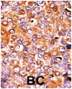 PKMYT1 (phospho T495), Rabbit anti-Human, Polyclonal Antibody, Abnova 400 &mu;L | Buy Online | Abnova Corporation | Fisher Scientific