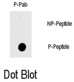 RAF1 (phospho T269), Rabbit anti-Human, Polyclonal Antibody, Abnova 400 &mu;L | Buy Online | Abnova | Fisher Scientific
