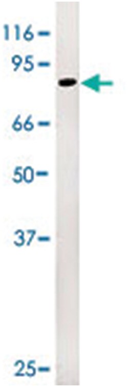 RB1 (phospho S249), Rabbit anti-Human, Polyclonal Antibody, Abnova 400 &mu;L | Buy Online | Abnova Corporation | Fisher Scientific
