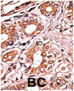 RB1 (phospho S249), Rabbit anti-Human, Polyclonal Antibody, Abnova 400 &mu;L | Buy Online | Abnova Corporation | Fisher Scientific